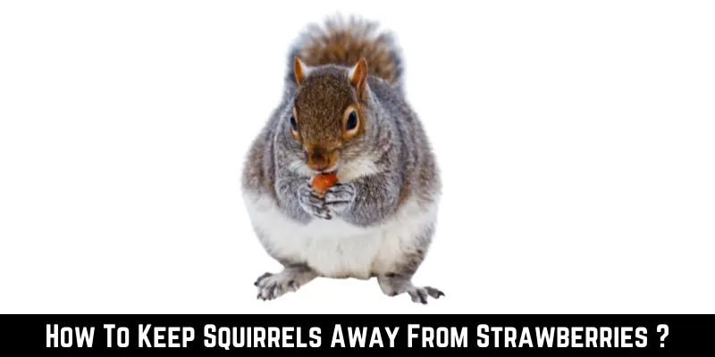 How To Keep Squirrels Away From Strawberries