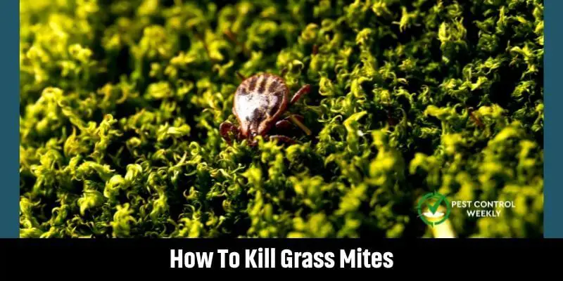 How To Kill Grass Mites