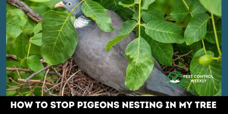 How To Stop Pigeons Nesting In My Tree