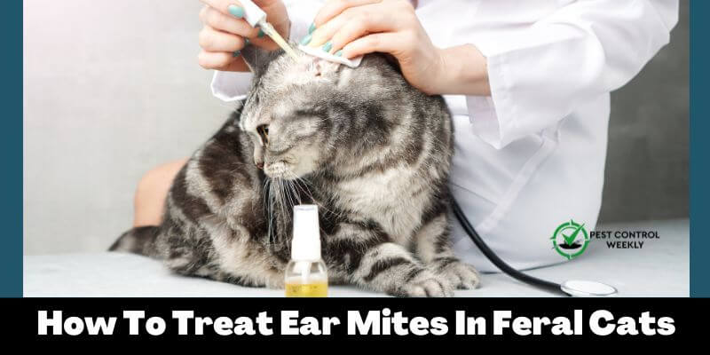How To Treat Ear Mites In Feral Cats