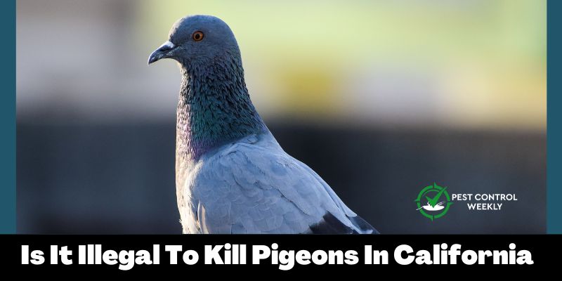 Is It Illegal To Kill Pigeons In California
