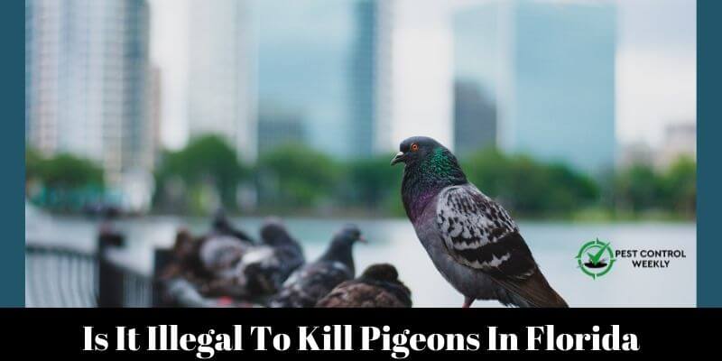 Is It Illegal To Kill Pigeons In Florida