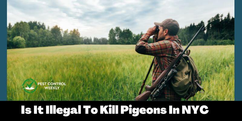 Is It Illegal To Kill Pigeons In NYC 