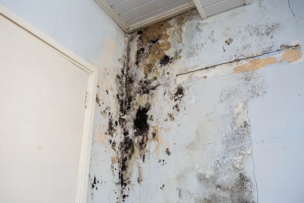 Mold Spread Throughout Your House