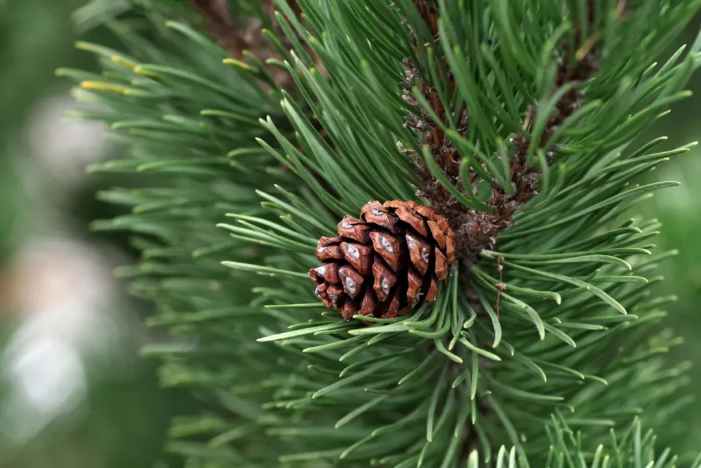 Placing Pine Cones On Branches