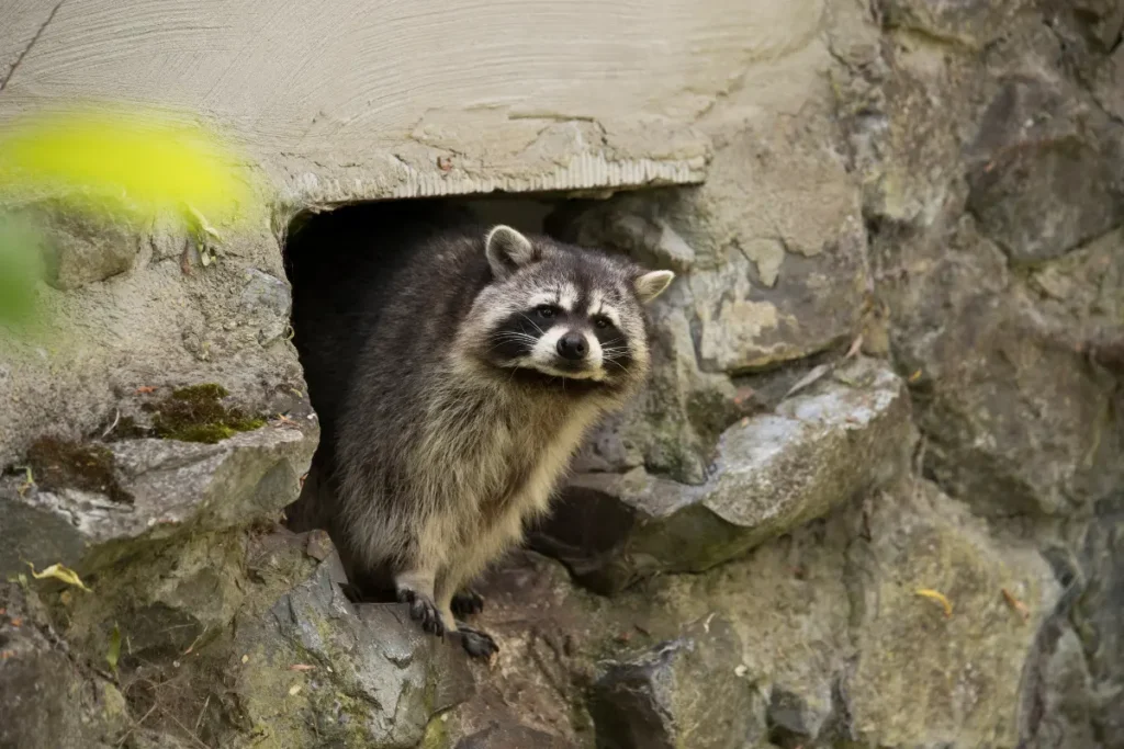 Raccoon Live In The Wall