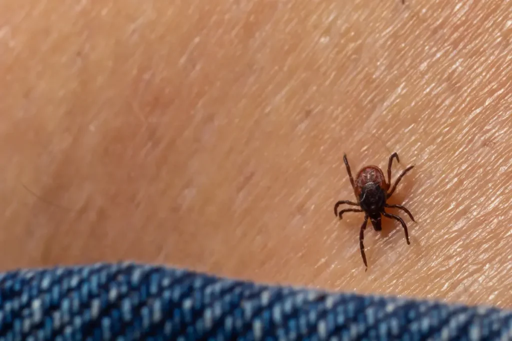 Spider Mites Bite Human