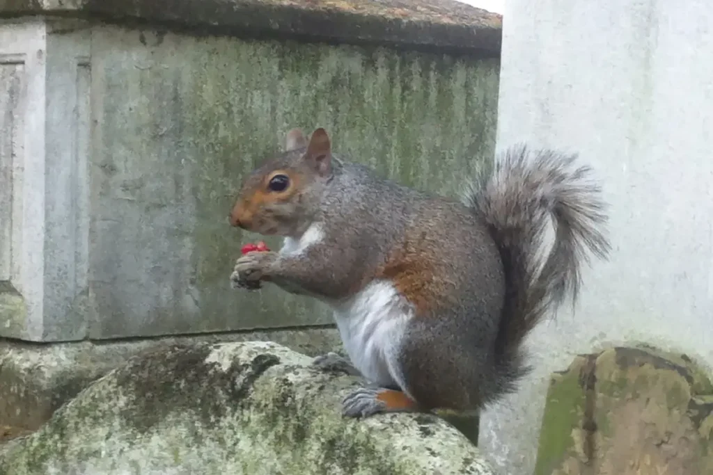Squirrel eat Strawberries