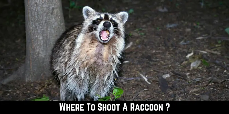 Where To Shoot A Raccoon