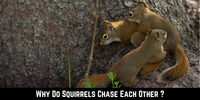 Why Do Squirrels Chase Each Other