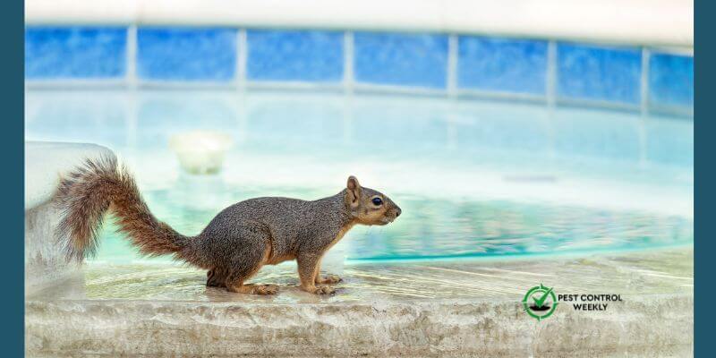 Why Do Squirrels Keep Dying In My Pool