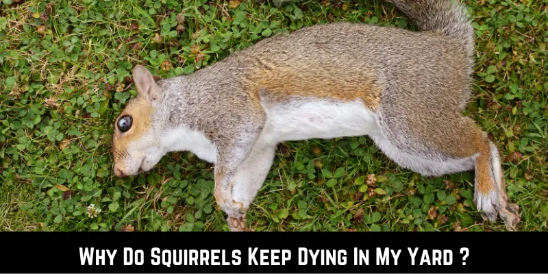 Why Do Squirrels Keep Dying In My Yard