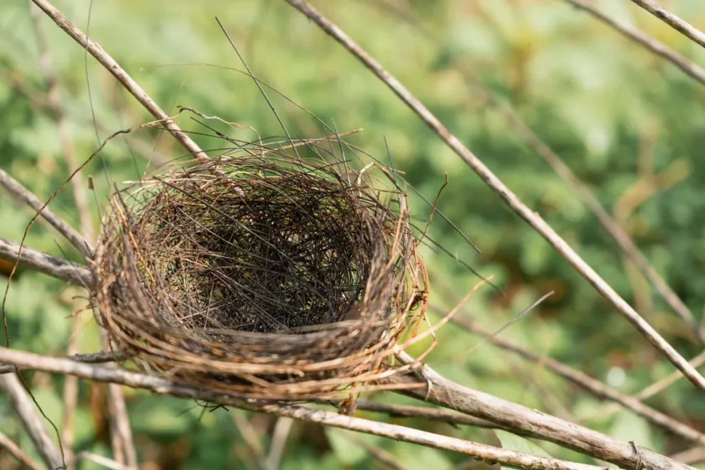 displaced nests
