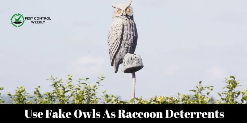 Are Raccoons Afraid Of Owls