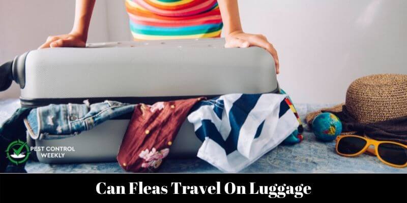 Can Fleas Travel On Luggage