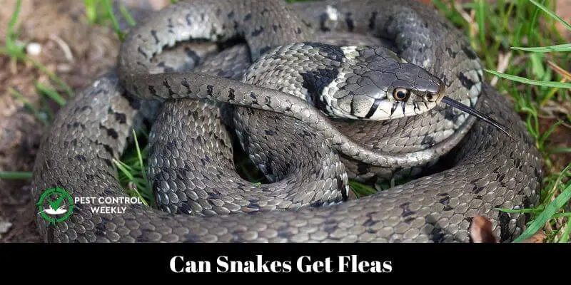 Can Snakes Get Fleas