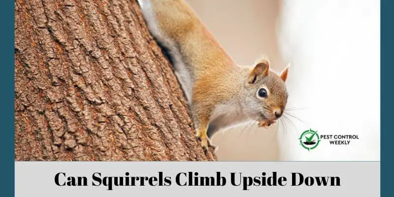 Can Squirrels Climb Upside Down