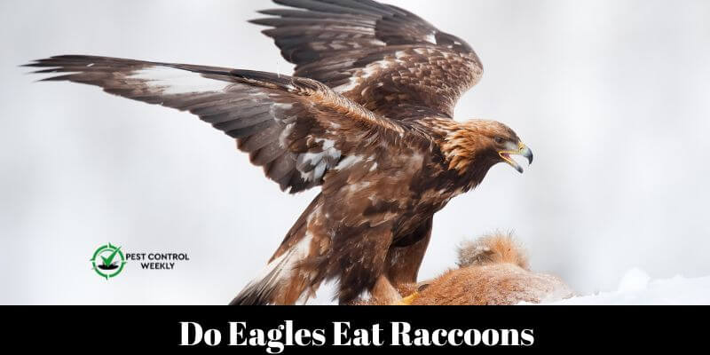 Do Eagles Eat Raccoons