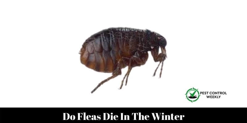 Do Fleas Die In The Winter