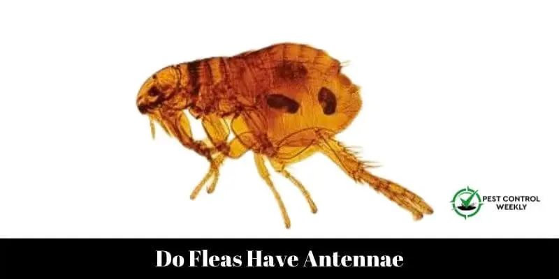 Do Fleas Have Antennae