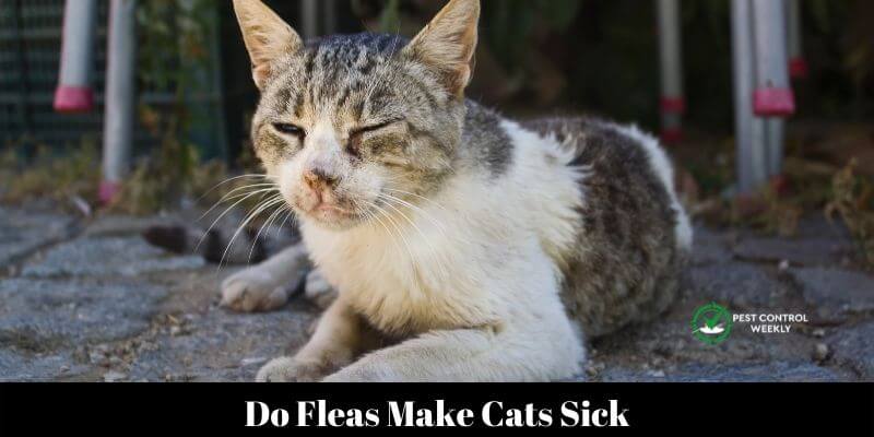 Do Fleas Make Cats Sick