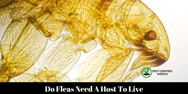 Do Fleas Need A Host To Live