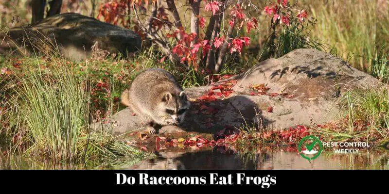  Do Raccoons Eat Frogs