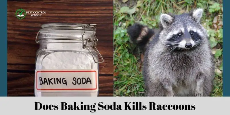 Does Baking Soda Kills Raccoons