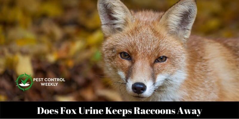 Does Fox Urine Keeps Raccoons Away