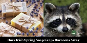 Does Irish Spring Soap Keep Raccoons Away