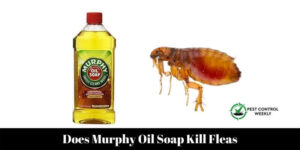 Does Murphy Oil Soap Kill Fleas