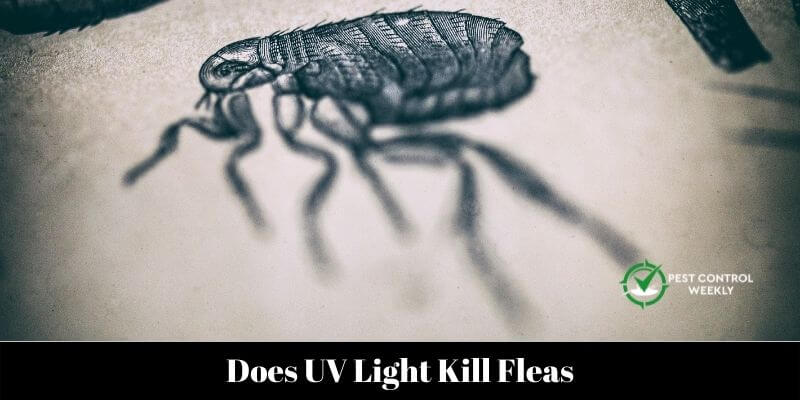 Does UV Light Kill Fleas