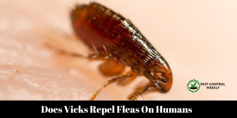 Does Vicks Repel Fleas On Humans