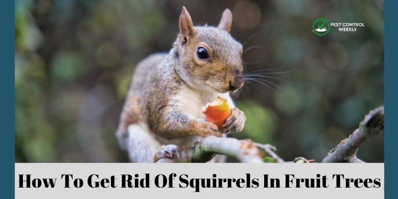 How To Get Rid Of Squirrels In Fruit Trees
