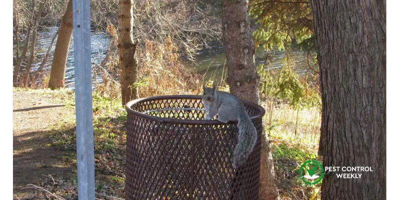 How To Get Rid Of Squirrels In Garbage Cans
