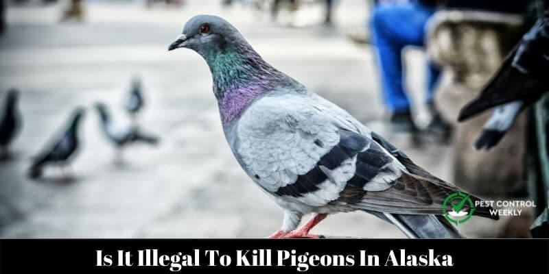 Is It Illegal To Kill Pigeons In Alaska