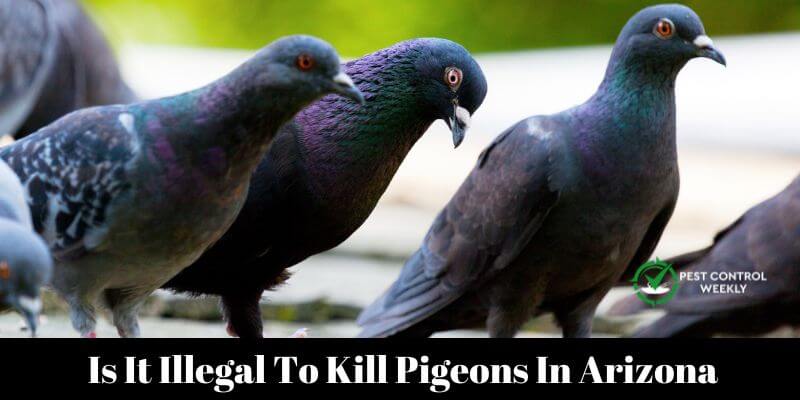 Is It Illegal To Kill Pigeons In Arizona