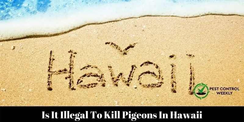 Is It Illegal To Kill Pigeons In Hawaii