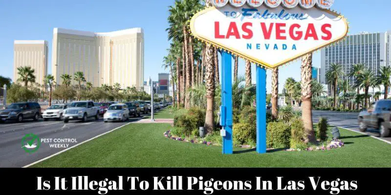 Is It Illegal To Kill Pigeons In Las Vegas