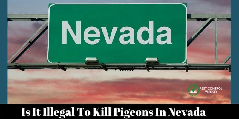 Is It Illegal To Kill Pigeons In Nevada