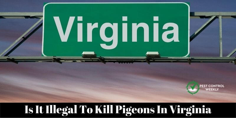 Is It Illegal To Kill Pigeons In Virginia