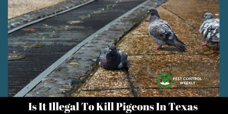 Is It Illegal To Kill Pigeons In texas