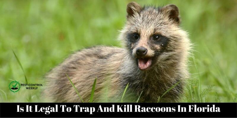 Is It Legal To Trap And Kill Raccoons In Florida