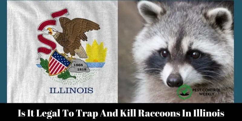 Is It Legal To Trap And Kill Raccoons In Illinois