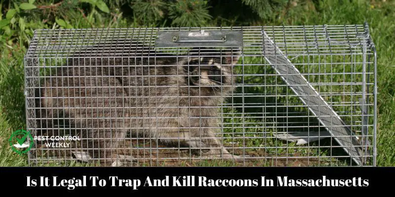 Is It Legal To Trap And Kill Raccoons In Massachusetts