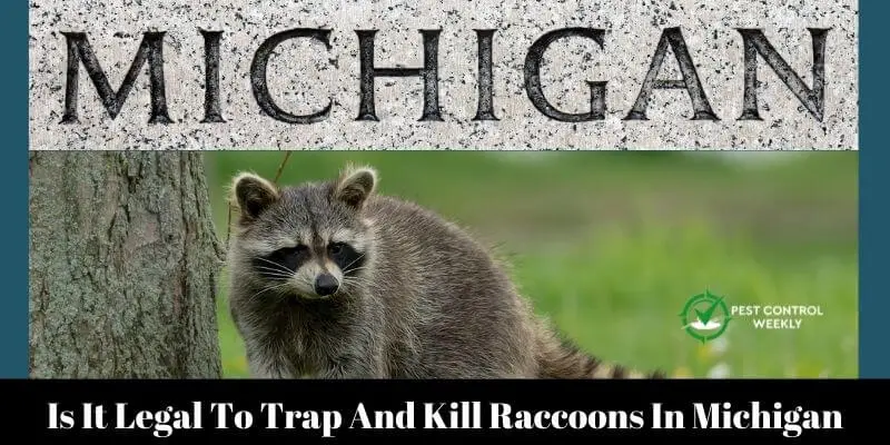 Is It Legal To Trap And Kill Raccoons In Michigan