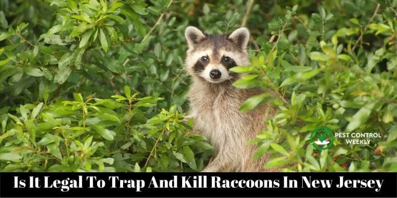 Is It Legal To Trap And Kill Raccoons In New Jersey