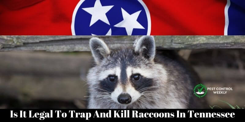 Is It Legal To Trap And Kill Raccoons In Tennessee