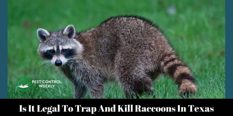 Is It Legal To Trap And Kill Raccoons In Texas