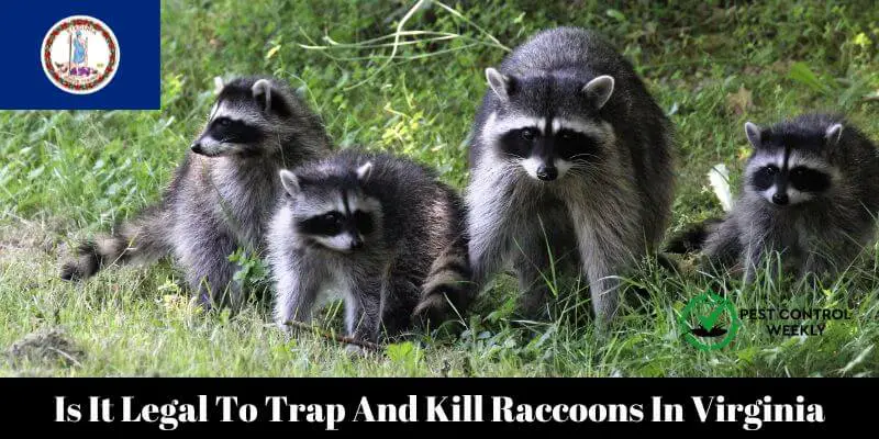 Is It Legal To Trap And Kill Raccoons In Virginia